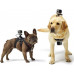GoPro Fetch (Dog Harness) (ADOGM-001)