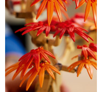 Botanicals Klon palmowy bonsai (10348)