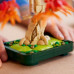 Botanicals Klon palmowy bonsai (10348)