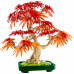 Botanicals Klon palmowy bonsai (10348)