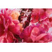 Dior Dior Miss Dior Edp Spray