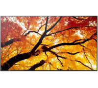 M982 98IN UHD LFD D-LED