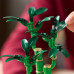 LEGO Botanicals Dracena sandera (10344)