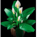 LEGO Botanical Peace Lily (11504)