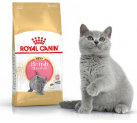 Royal Canin British Shorthair Kitten karma sucha dla kociąt, do 12 miesiąca, rasy brytyjski krótkowłosy 2kg