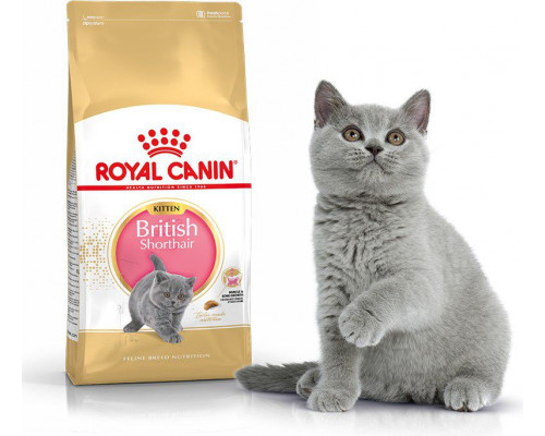 Royal Canin British Shorthair Kitten karma sucha dla kociąt, do 12 miesiąca, rasy brytyjski krótkowłosy 2kg