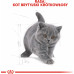 Royal Canin British Shorthair Kitten karma sucha dla kociąt, do 12 miesiąca, rasy brytyjski krótkowłosy 2kg