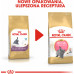 Royal Canin British Shorthair Kitten karma sucha dla kociąt, do 12 miesiąca, rasy brytyjski krótkowłosy 2kg