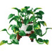 LEGO Botanicals Wiszące epipremnum złociste (11512)