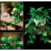 LEGO Botanicals Wiszące epipremnum złociste (11512)