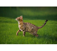 Afonso, drapak stoj�cy, cat, br�zowy, 135 cm