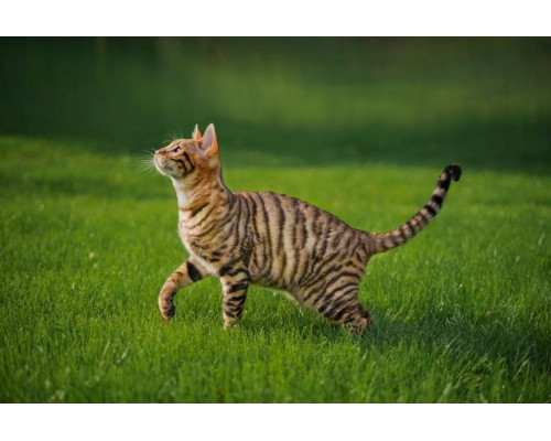 Afonso, drapak stoj�cy, cat, br�zowy, 135 cm