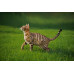 Afonso, drapak stoj�cy, cat, br�zowy, 135 cm