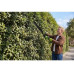 Greenworks Shears do żywopłotu 24V HT6102A1 (GRHT6102A1)