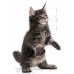 Royal Canin Kitten Food Maine Coon 36 Dry Mix 10kg