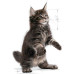 Royal Canin Kitten Food Maine Coon 36 Dry Mix 10kg
