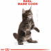 Royal Canin Kitten Food Maine Coon 36 Dry Mix 10kg