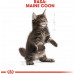 Royal Canin Kitten Food Maine Coon 36 Dry Mix 10kg