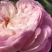 Chloe Rose Naturelle EDP 150 ml