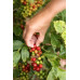 MK Cafe Fresh India Plantation 1kg