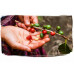 MK Cafe Fresh India Plantation 1kg