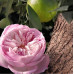 Chloe Chloe Rose Naturelle Intense Perfumowana Damska 50ML